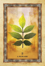 Load image into Gallery viewer, Celtic Tree Oracle Deck