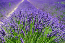 Load image into Gallery viewer, Hocus Pocus Lavender Water