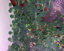 Load image into Gallery viewer, Dittany of Crete