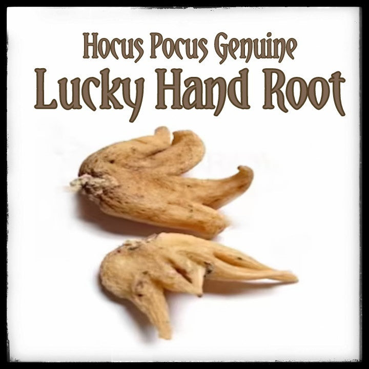 Lucky Hand Root